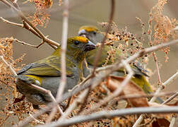 Crimson-browed Finch