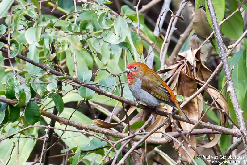 Durbec à tête rouge