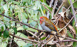 Durbec à tête rouge