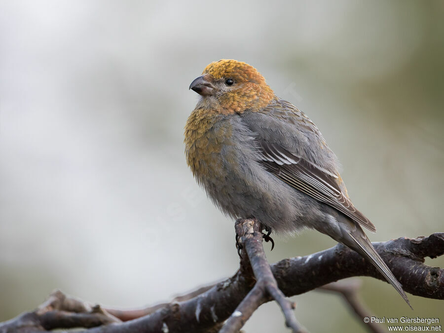 Pine Grosbeak female adult