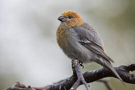 Pine Grosbeak