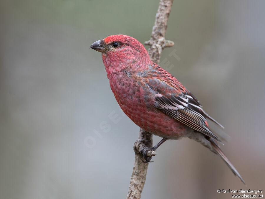 Pine Grosbeak male adult