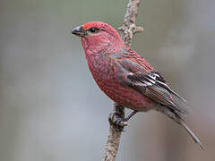 Pine Grosbeak