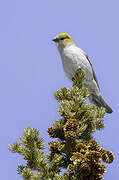 Pine Grosbeak