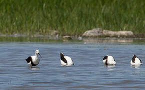 Banded Stilt