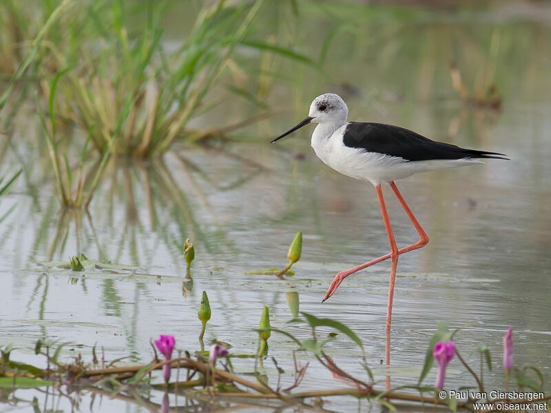 Black-winged Stilt