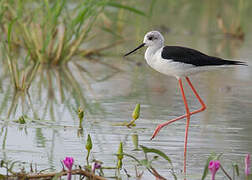 Black-winged Stilt