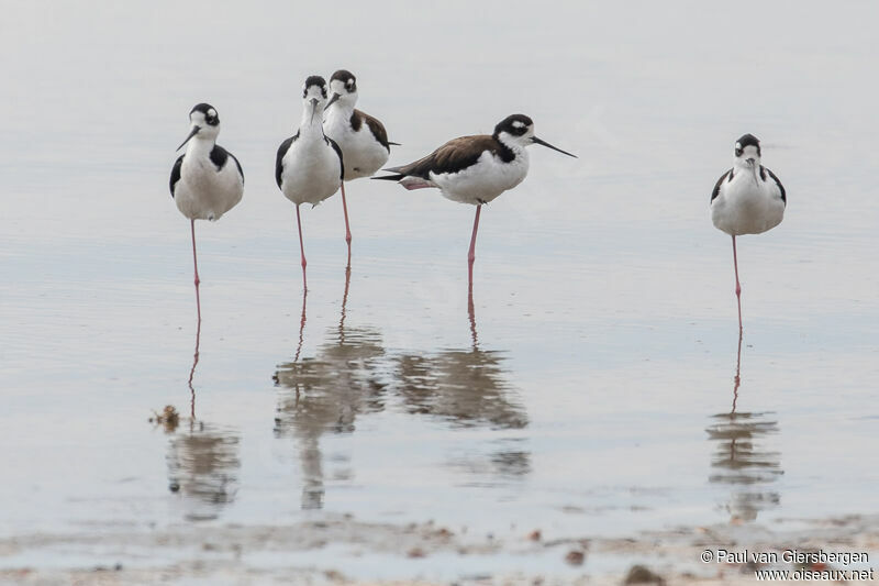 Black-winged Stilt