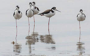 Black-winged Stilt