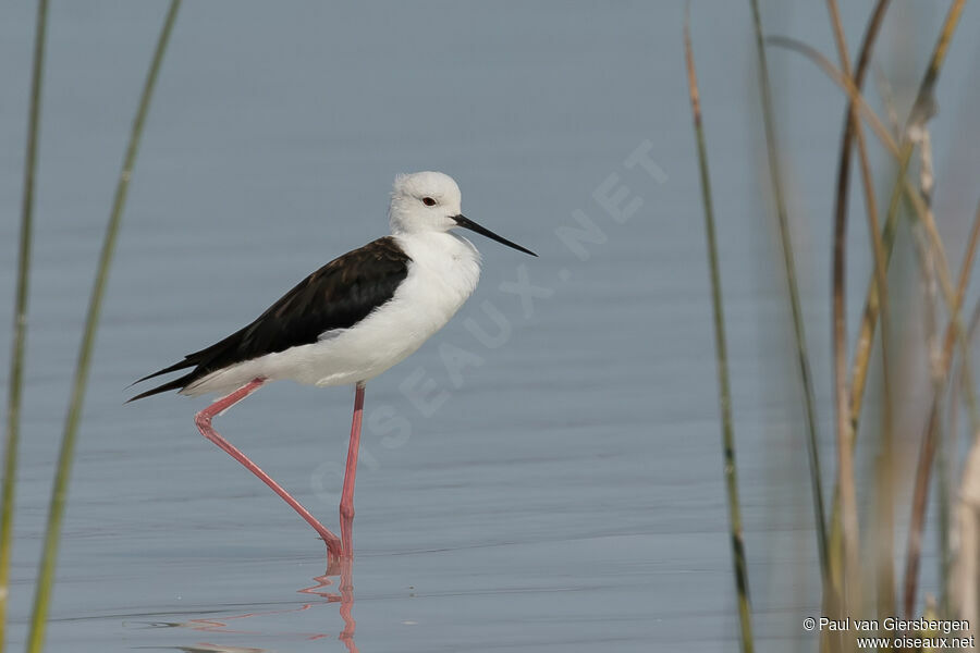 Black-winged Stiltadult