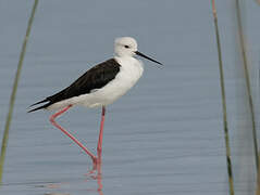 Black-winged Stilt