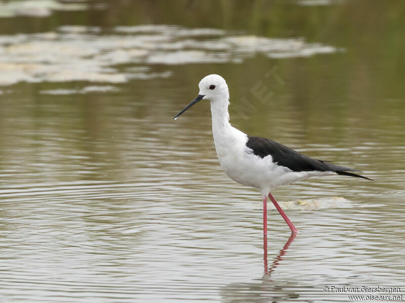 Black-winged Stilt