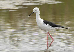 Black-winged Stilt