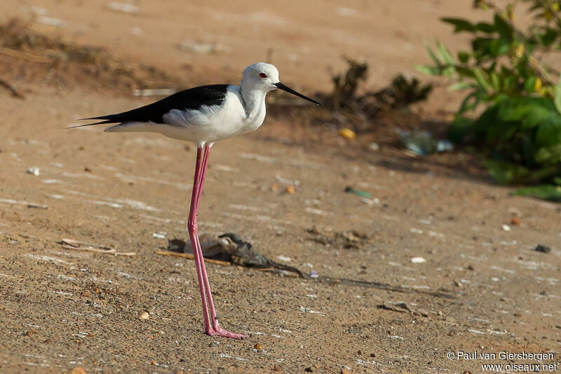 Échasse blanche