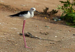 Black-winged Stilt