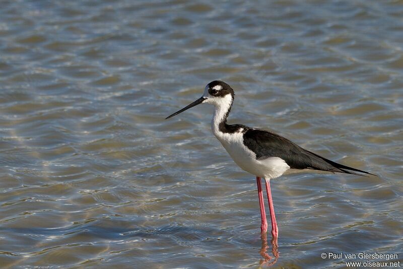 Black-necked Stiltadult