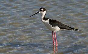 Black-necked Stilt