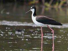 Black-necked Stilt