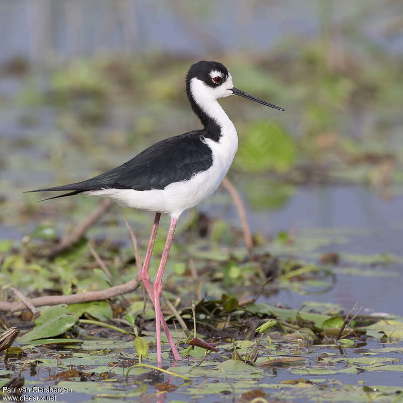 Échasse d'Amériqueadulte nuptial, identification