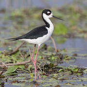 Black-necked Stilt