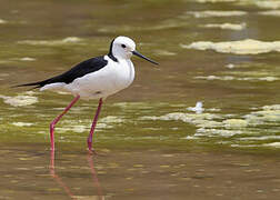 Pied Stilt