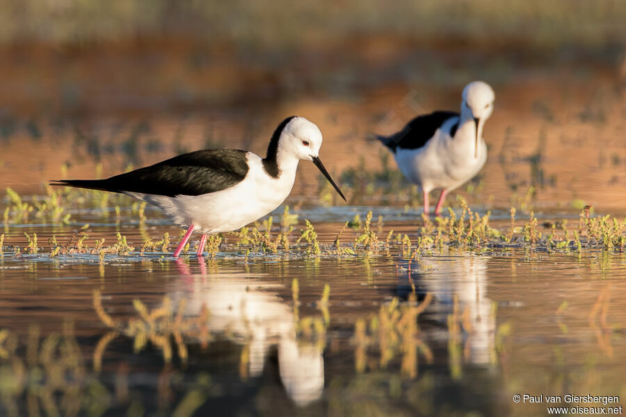 Pied Stiltadult