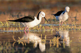 Pied Stilt