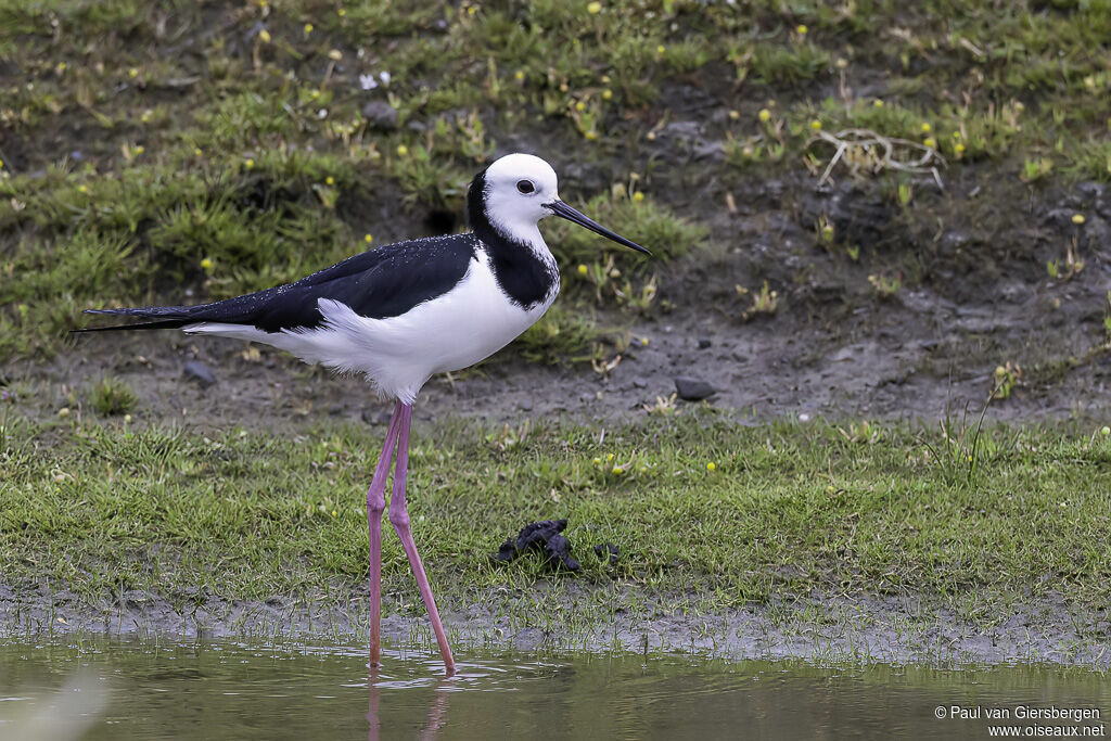 Pied Stiltadult