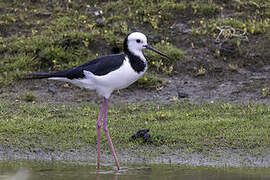 Pied Stilt