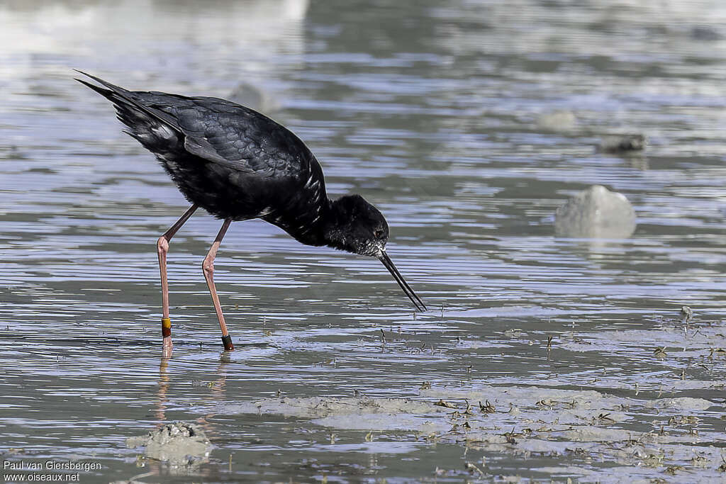 Black Stiltadult