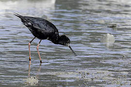 Black Stilt