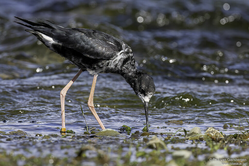 Black Stiltimmature