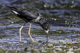 Black Stilt