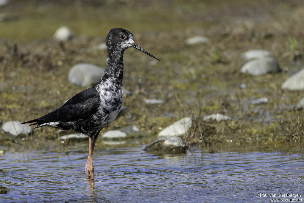 Black Stiltadult