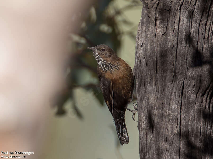 Black-tailed Treecreeperadult, identification