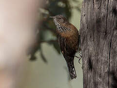 Black-tailed Treecreeper