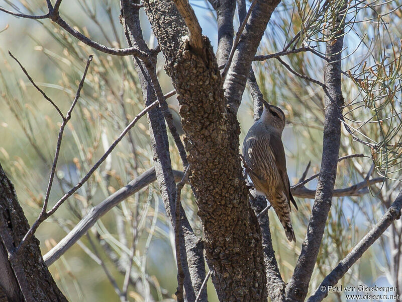 White-browed Treecreeper