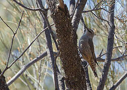 White-browed Treecreeper