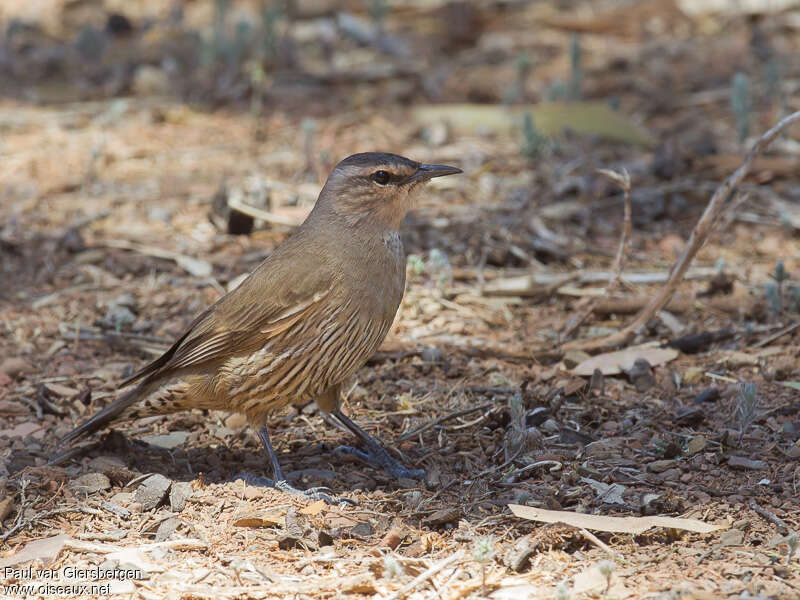 Brown Treecreeperadult