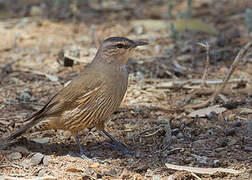 Brown Treecreeper