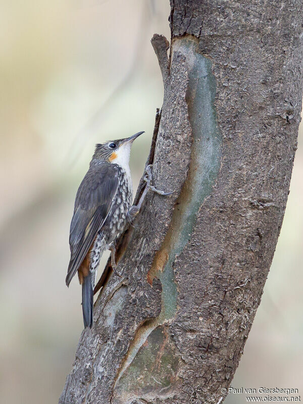 White-throated Treecreeper