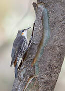 White-throated Treecreeper