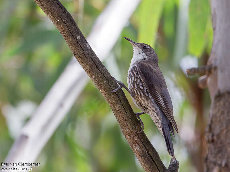 White-throated Treecreeper male adult, identification