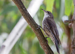 White-throated Treecreeper