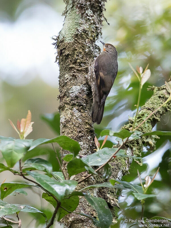 Papuan Treecreeperadult