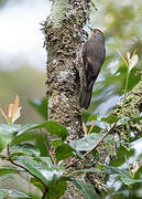 Papuan Treecreeper