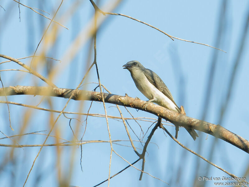 White-rumped Cuckooshrike