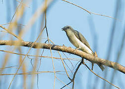 White-rumped Cuckooshrike