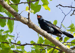 Black Cuckooshrike