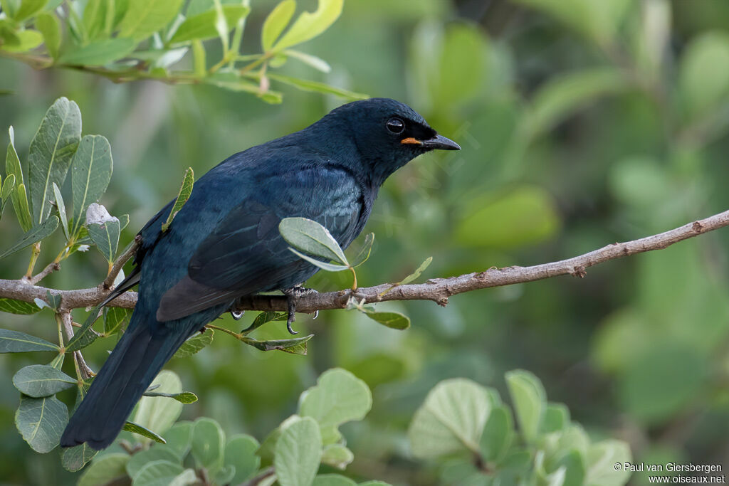 Black Cuckooshrike male adult